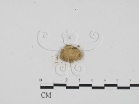 登錄號:F0004062藏品圖，第3張