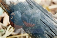 登錄號:F0004064藏品圖，第4張