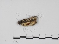 登錄號:F0004066藏品圖，第3張