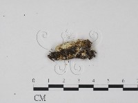 登錄號:F0004066藏品圖，第1張