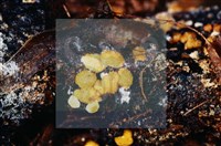 登錄號:F0004073藏品圖，第3張