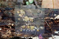 登錄號:F0004073藏品圖，第4張