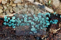 登錄號:F0004075藏品圖，第3張