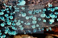 登錄號:F0004075藏品圖，第4張