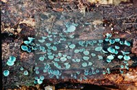 登錄號:F0004075藏品圖，第5張