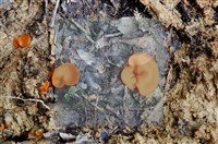 登錄號:F0004076藏品圖，第4張