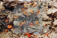 登錄號:F0004076藏品圖，第5張