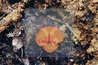 登錄號:F0004076藏品圖，第6張