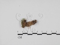 登錄號:F0004077藏品圖，第3張