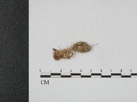 登錄號:F0004080藏品圖，第1張