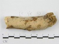 筍殼菌屬藏品圖，第1張