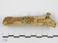 筍殼菌屬藏品圖，第4張