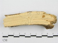 筍殼菌屬藏品圖，第5張