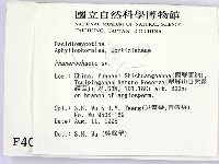 顯絲菌屬藏品圖，第2張