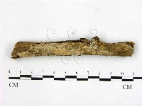 顯絲菌屬藏品圖，第1張