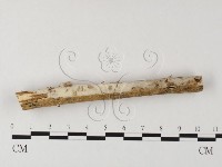 登錄號:F0004086藏品圖，第1張