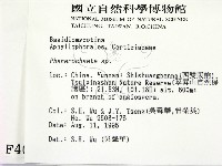 顯絲菌屬藏品圖，第2張