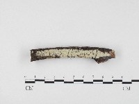 冇骨消絲齒菌藏品圖，第1張