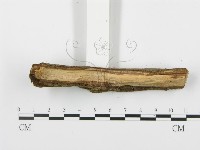 登錄號:F0004099藏品圖，第5張