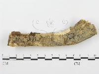 登錄號:F0004100藏品圖，第1張