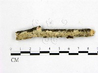 顯絲菌屬藏品圖，第1張