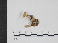 登錄號:F0004107藏品圖，第1張