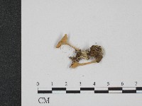 登錄號:F0004107藏品圖，第3張