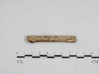 絲齒菌屬藏品圖，第1張