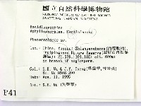 顯絲菌屬藏品圖，第2張