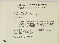 革菌屬藏品圖，第2張