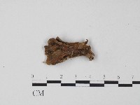 革菌屬藏品圖，第1張