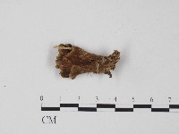 革菌屬藏品圖，第3張