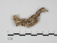 革菌屬藏品圖，第1張