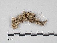 革菌屬藏品圖，第3張