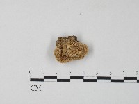 栓菌屬藏品圖，第1張