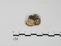 栓菌屬藏品圖，第3張