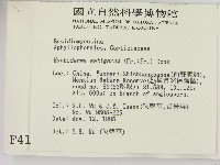 剛毛絲皮菌藏品圖，第2張