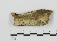 剛毛絲皮菌藏品圖，第1張