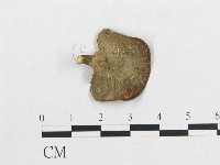 多孔菌屬藏品圖，第3張