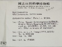 冇骨消絲齒菌藏品圖，第2張