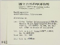 小孔菌屬藏品圖，第2張