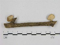 小孔菌屬藏品圖，第3張