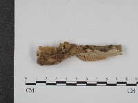 登錄號:F0004145藏品圖，第1張