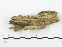 射脈菌屬藏品圖，第3張