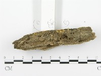 射脈菌屬藏品圖，第4張