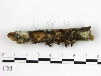 木耳屬藏品圖，第1張