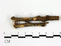 刺皮菌屬藏品圖，第1張