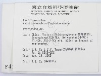 筍殼菌屬藏品圖，第2張