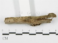 筍殼菌屬藏品圖，第3張