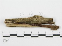 筍殼菌屬藏品圖，第4張